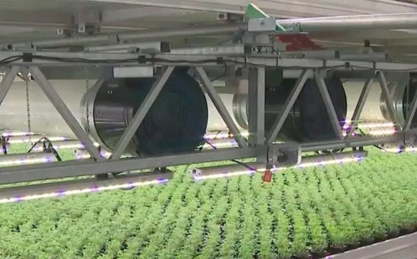 Massive Indoor Farm Production Begins in SA