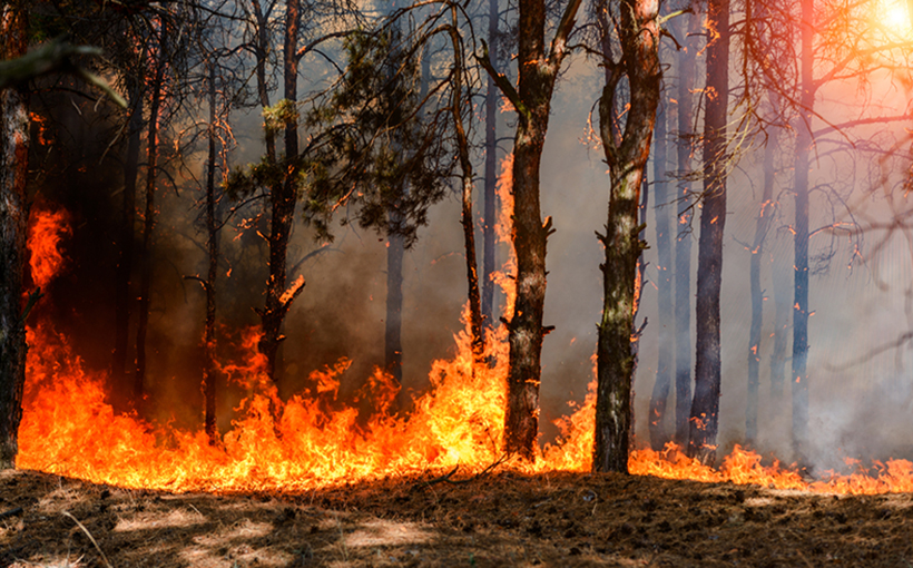 "Guide to Relief Resources for LA County Wildfires"