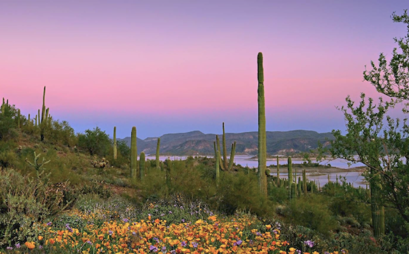 CRE Developers Set to Bid on Massive Parcel of Arizona State Land