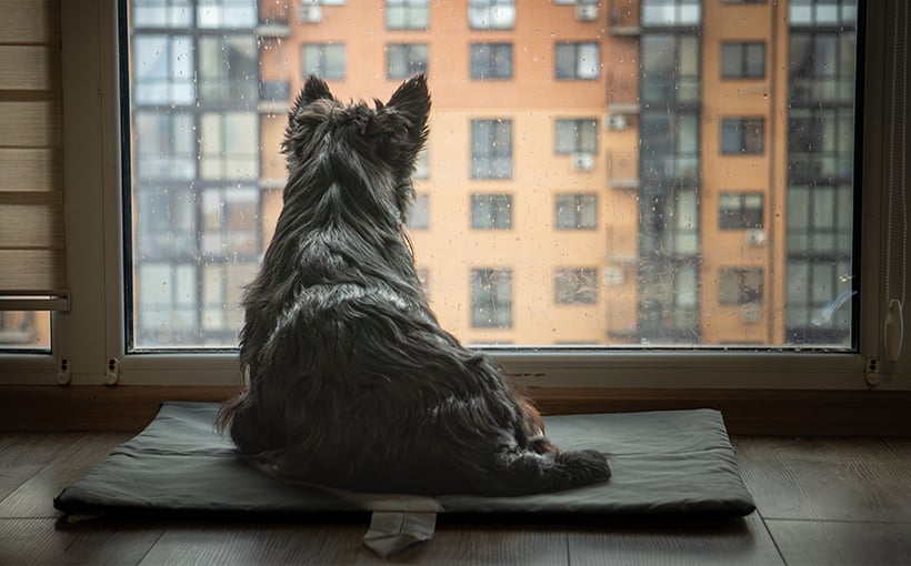 Pets and Apartments: Challenges for Multifamily Owner/Operators